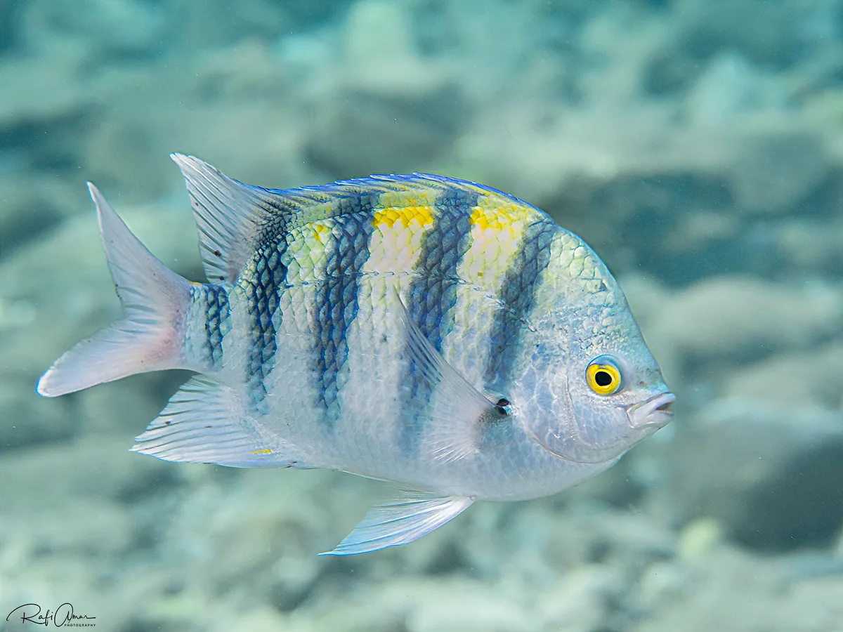 Indo-Pacific sergeant - Abudefduf vaigiensis