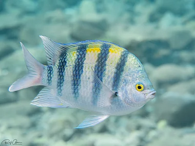 Indo-Pacific sergeant - Abudefduf vaigiensis