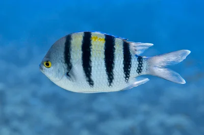 Abudefduf vaigiensis