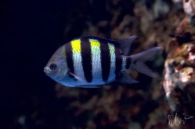 Abudefduf vaigiensis