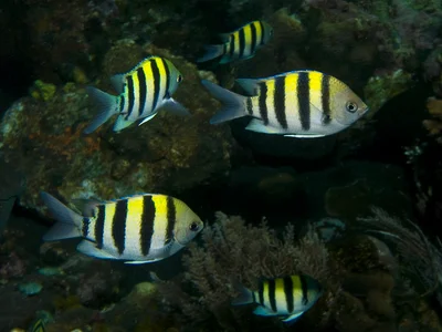 Abudefduf vaigiensis