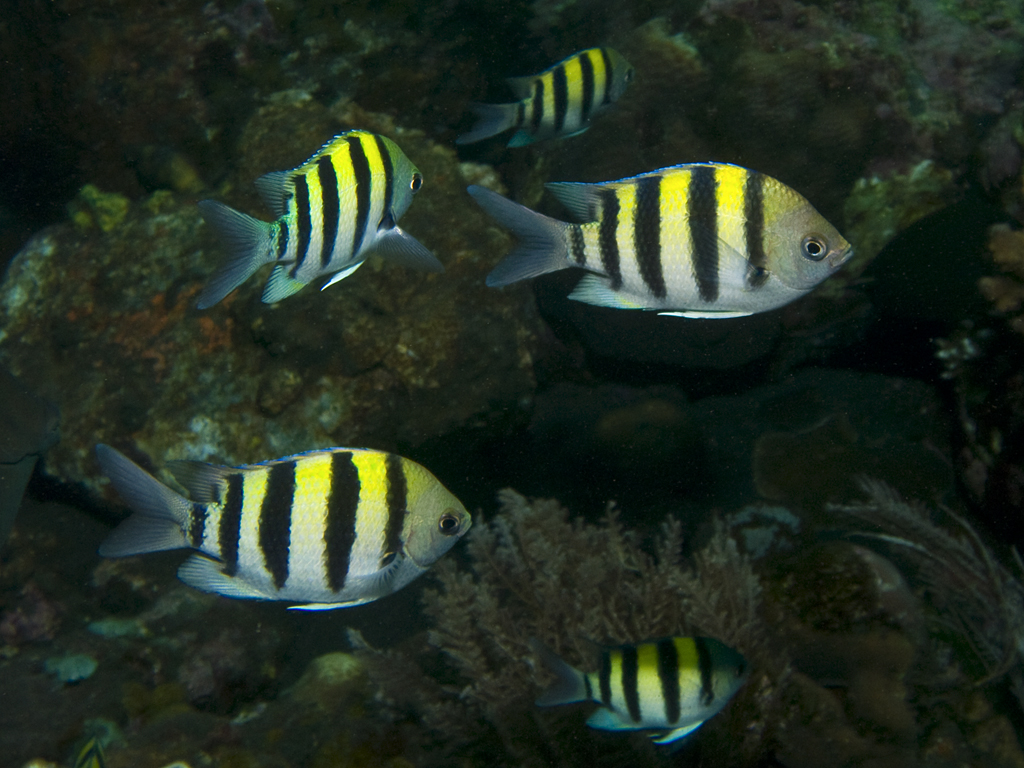 Abudefduf vaigiensis