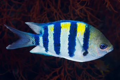 Indo-Pacific sergeant - Abudefduf vaigiensis