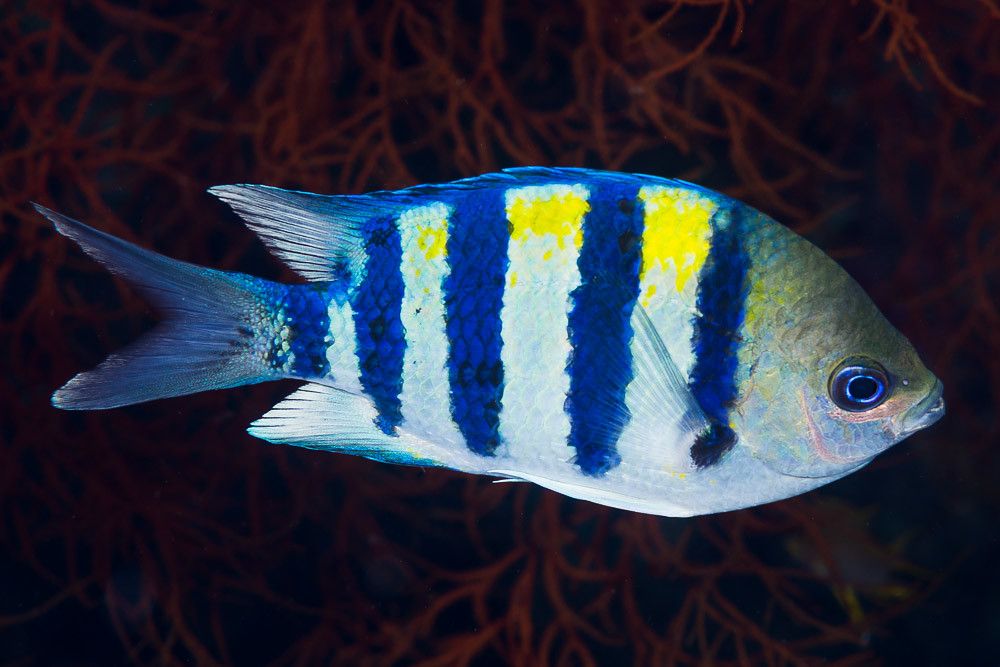 Indo-Pacific sergeant - Abudefduf vaigiensis