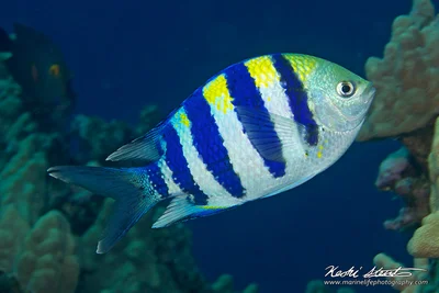 Abudefduf vaigiensis 1