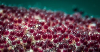 Sergeant Major Eggs (Abudefduf vaigiensis) 1
