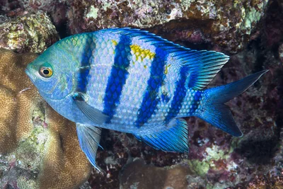 Indo-Pacific sergeant, nuptial coloration - Abudefduf vaigiensis