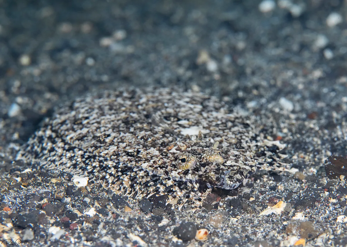 Intermediate Flounder
