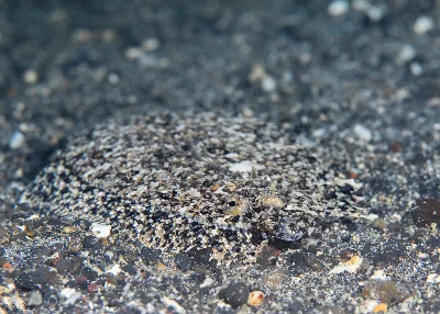Intermediate Flounder