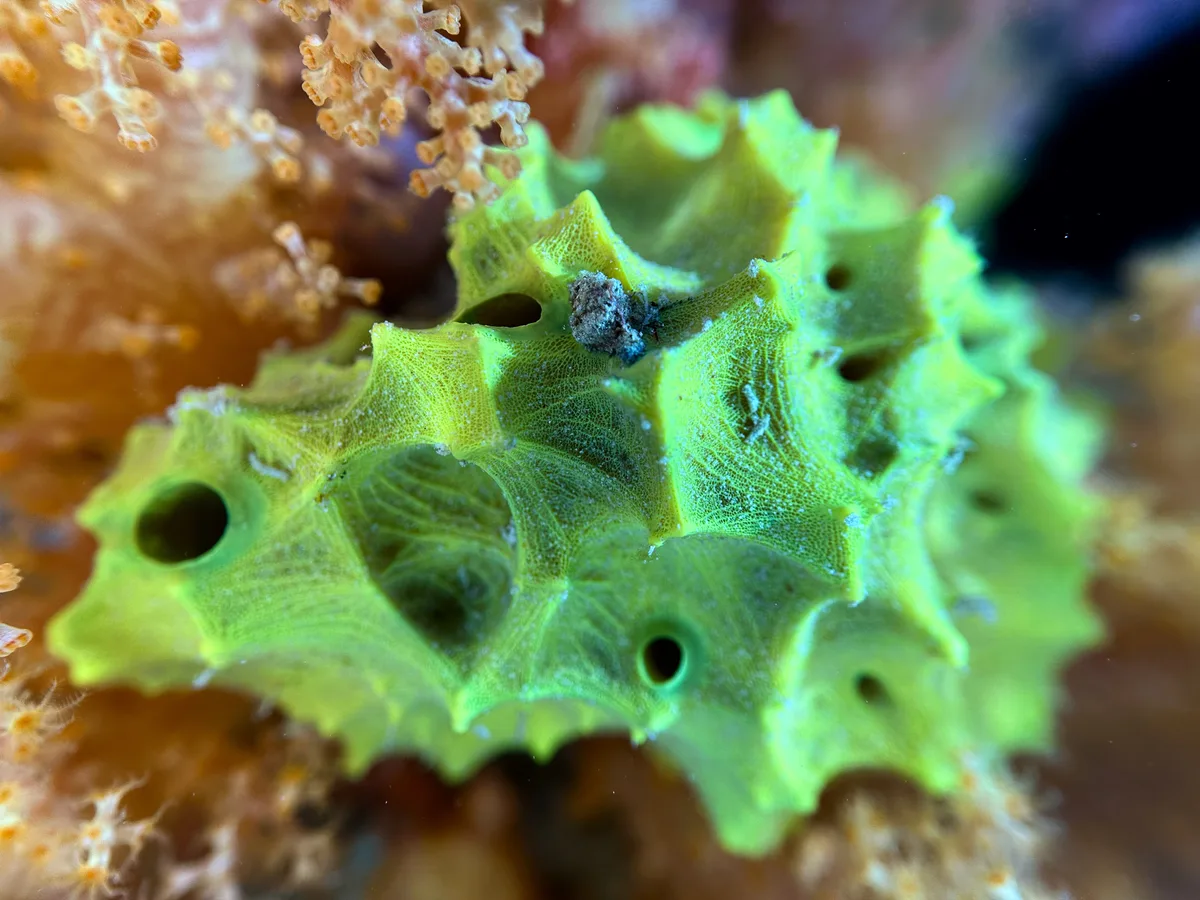 Ircinia Atrovirens