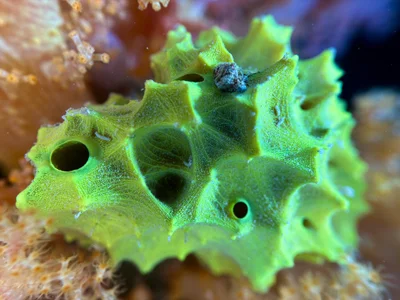 Ircinia Atrovirens