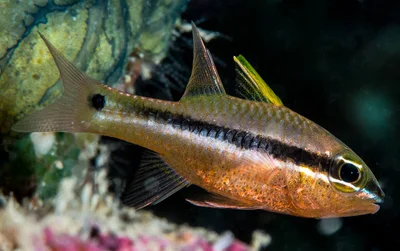 Iridescent Cardinalfish, juvenile - Pristiapogon kallopterus