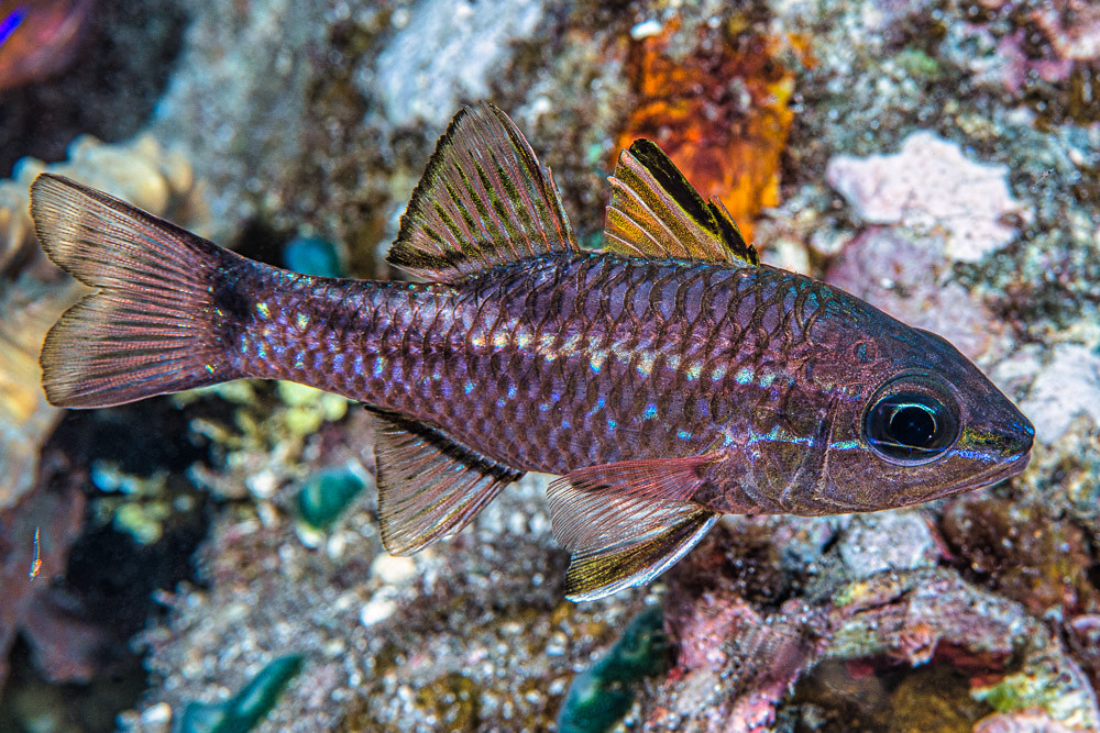 Iridescent cardinalfish at night - Pristiapogon kallopterus