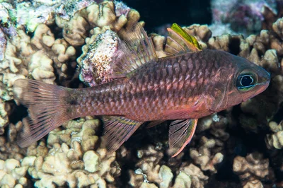 Iridescent cardinalfish - Pristiapogon kallopterus