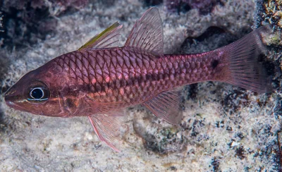 Iridescent cardinalfish - Pristiapogon kallopterus