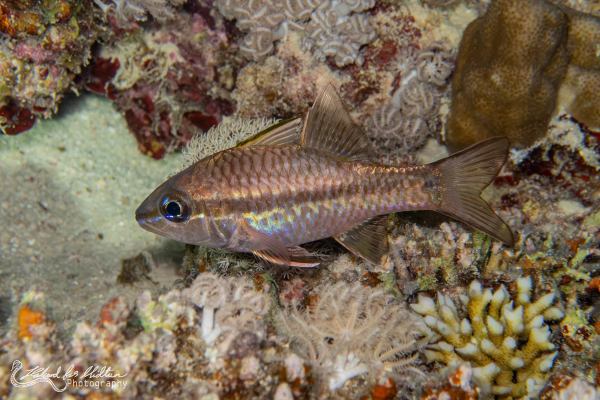 Pristiapogon kallopterus (Iridescent Cardinalfish)