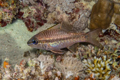 Pristiapogon kallopterus (Iridescent Cardinalfish)