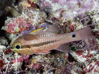 Iridescent cardinalfish (Pristiapogon kallopterus)  with parasite (Anilocra apogonae)