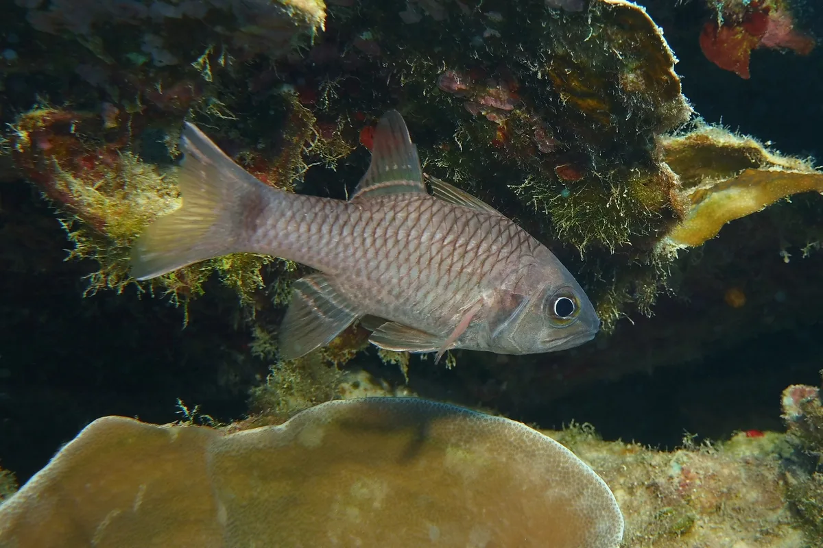 cardinalfish