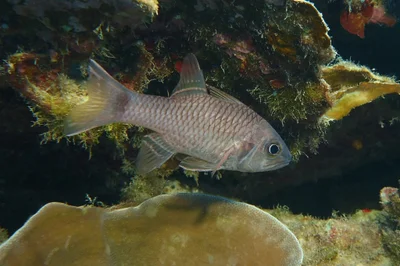 cardinalfish