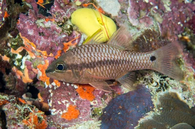 Iridescent cardinalfish (Pristiapogon kallopterus)