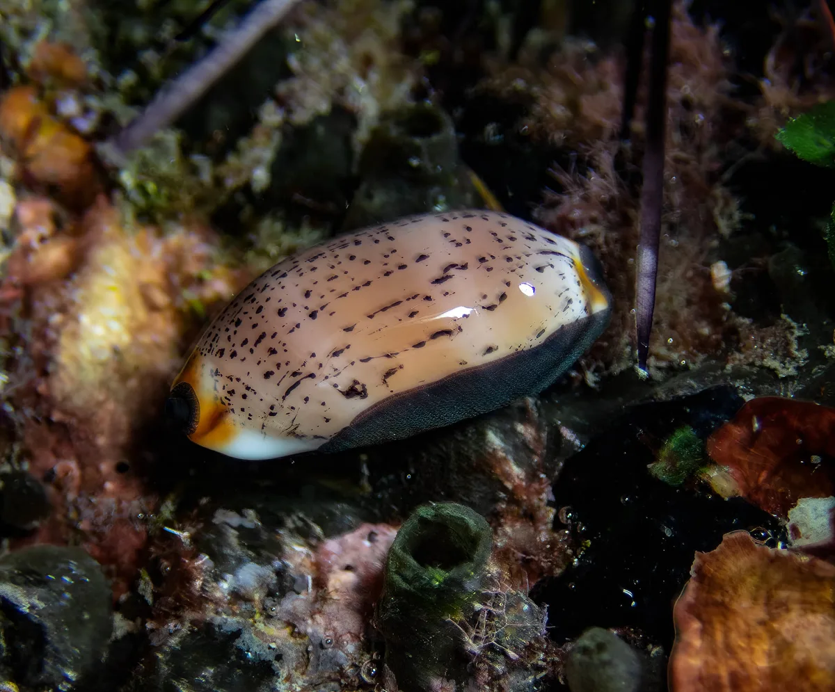 Luria isabella