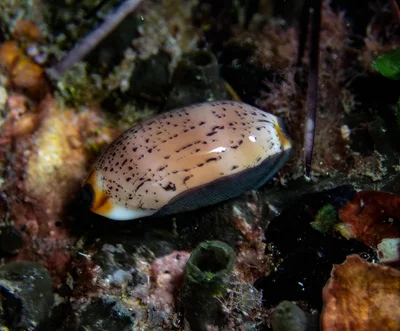 Luria isabella