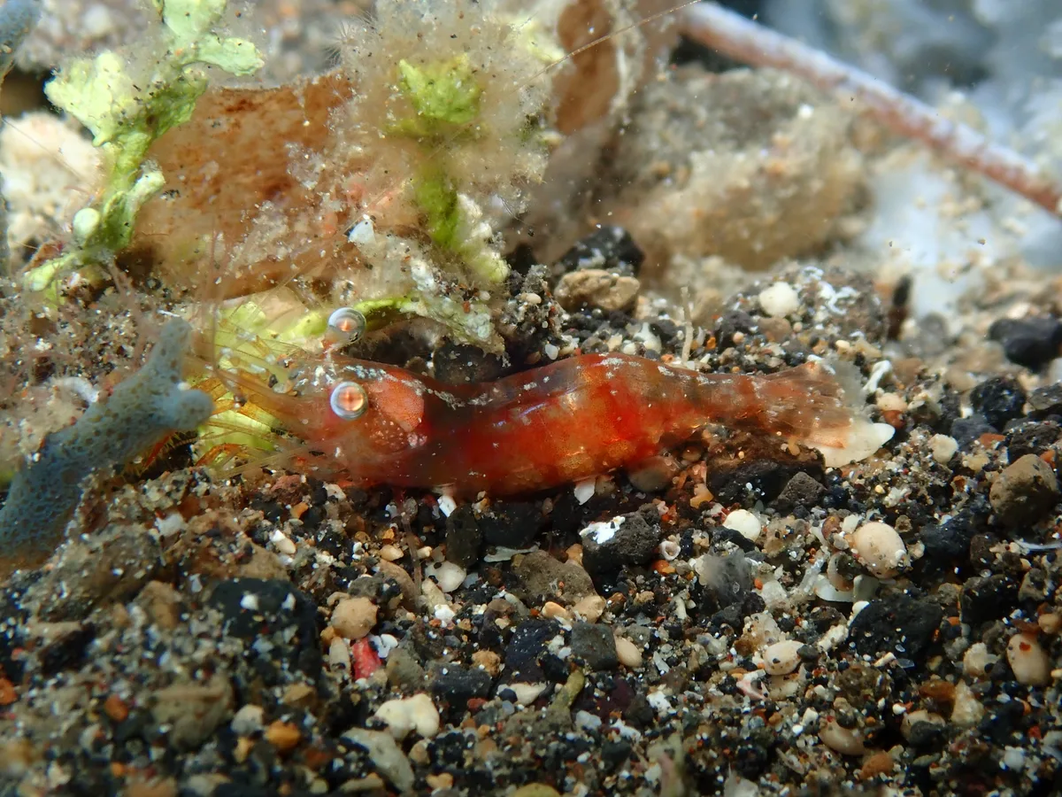 Japanese Night Shrimp