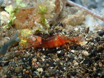 Japanese Night Shrimp