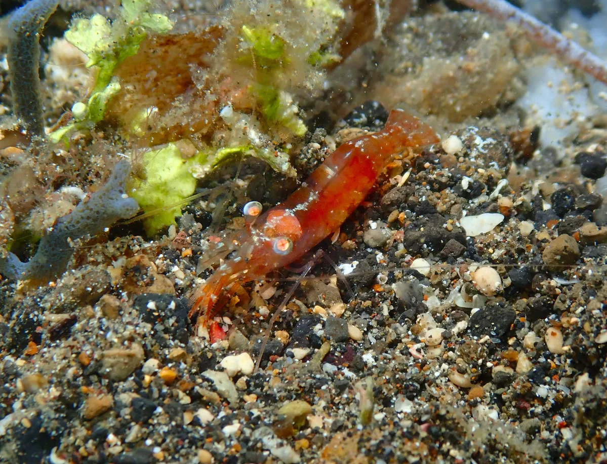 Japanese Night Shrimp