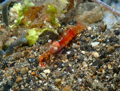 Japanese Night Shrimp