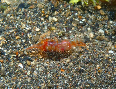 Hayashidonus japonicus-5