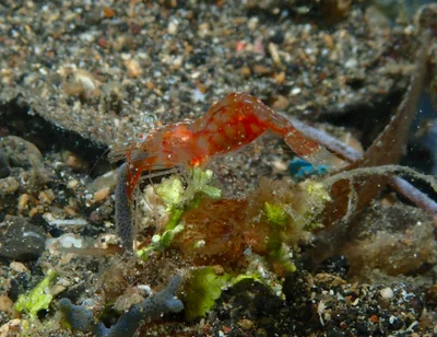 Hayashidonus japonicus-2