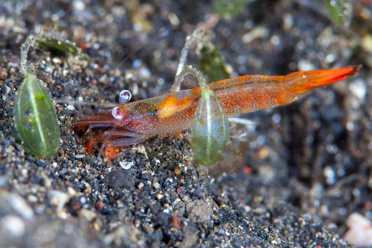 Hayashidonus japonicus - Bitung, Sulawesi du Nord, Indonésie