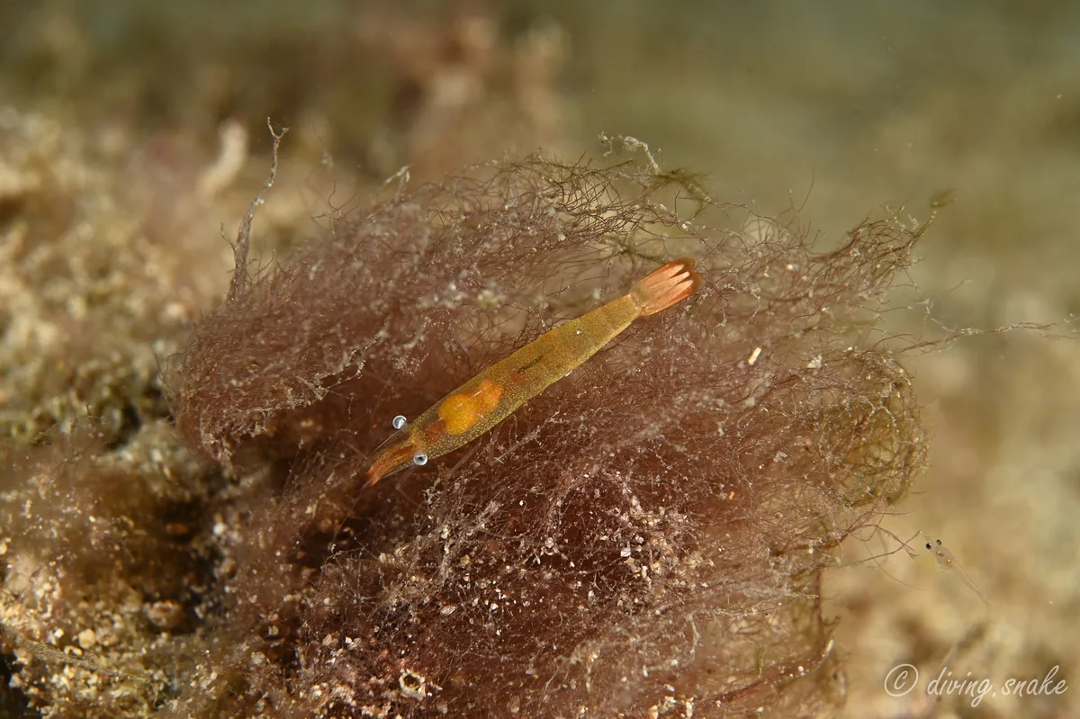 Hayashidonus japonicus - Pingtung, TW-TA, TW