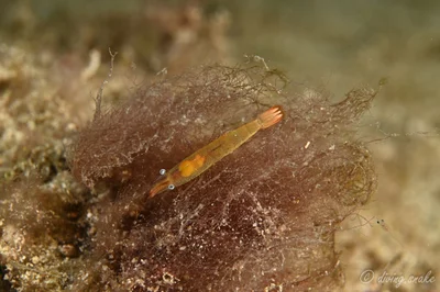Hayashidonus japonicus - Pingtung, TW-TA, TW