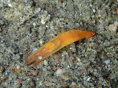 Hayashidonus japonicus - Dauin, Negros oriental, Philippines