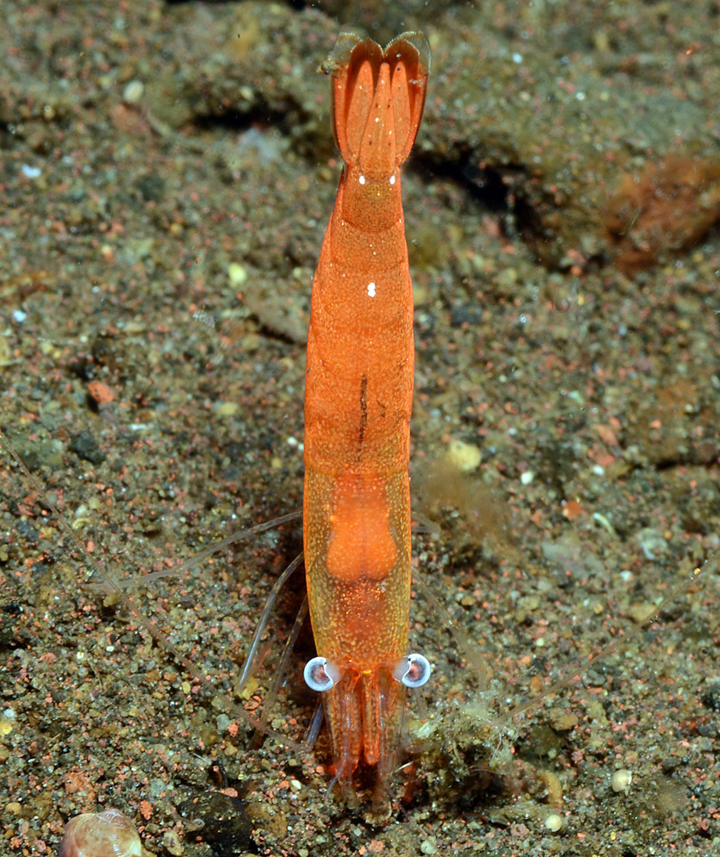 Hayashidonus japonicus - Melasti, near Tulamben, Kubu, Karangasem Regency, Bali, Indonesia