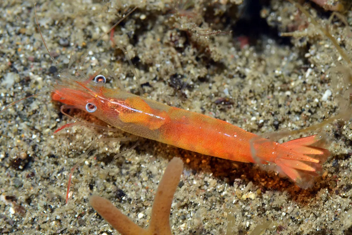 Hayashidonus japonicus - Tingloy, Batangas, Philippines