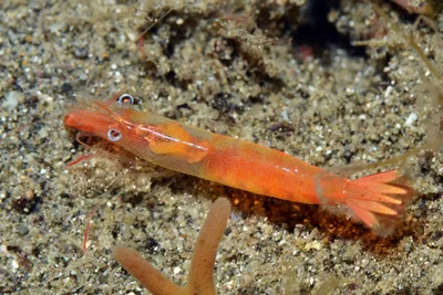 Hayashidonus japonicus - Tingloy, Batangas, Philippines