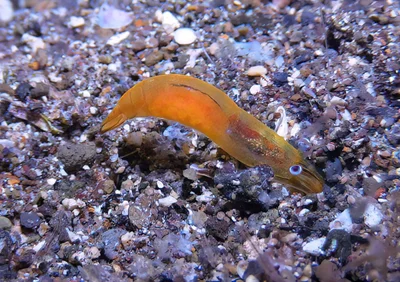 Hayashidonus japonicus - Mabini, Batangas, Philippines