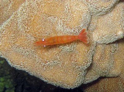 Hayashidonus japonicus - Hienghene, Nouvelle-Calédonie