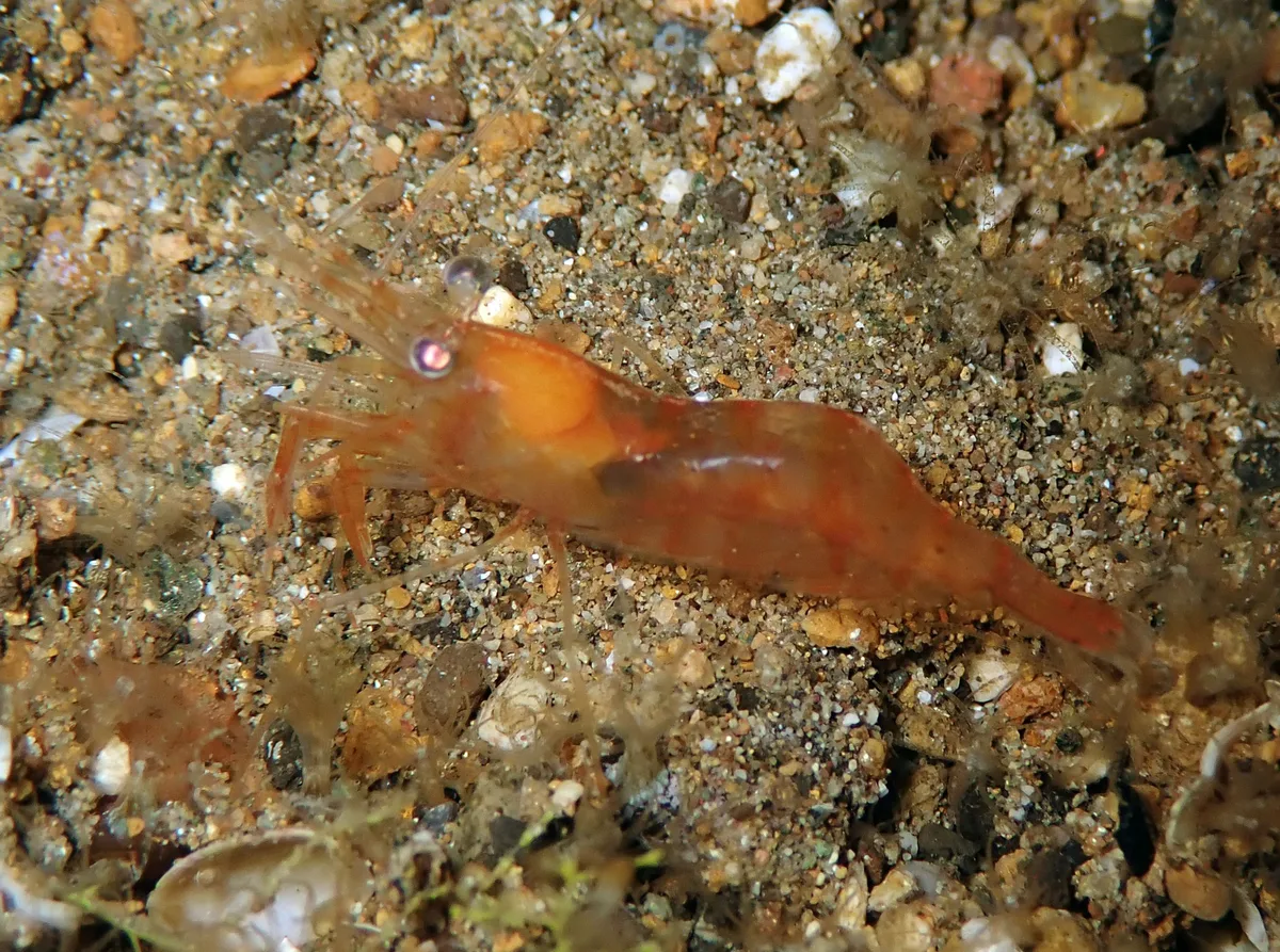 Hayashidonus japonicus - Anilao, Batangas, Philippines