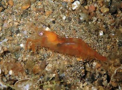 Hayashidonus japonicus - Anilao, Batangas, Philippines