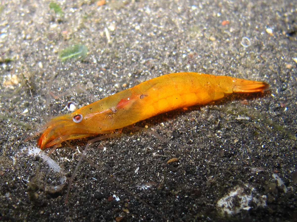 Hayashidonus japonicus - Lembeh Strait, Indonésie