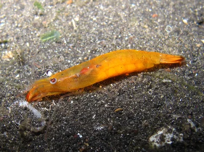 Hayashidonus japonicus - Lembeh Strait, Indonésie