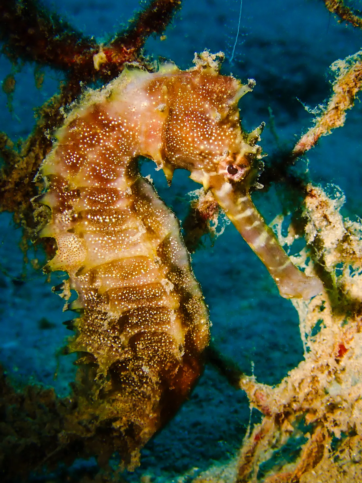Jayakar's seahorse