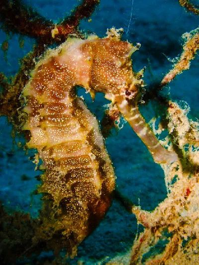Jayakar's seahorse