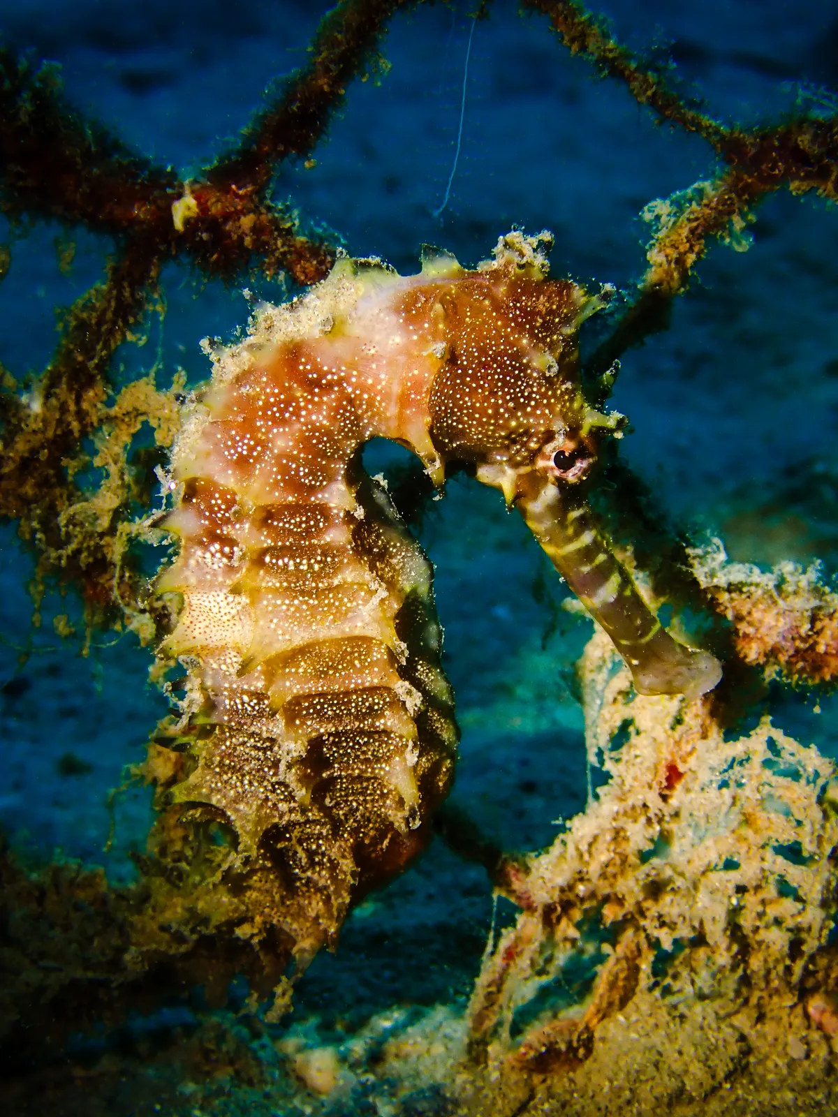 Jayakar's seahorse