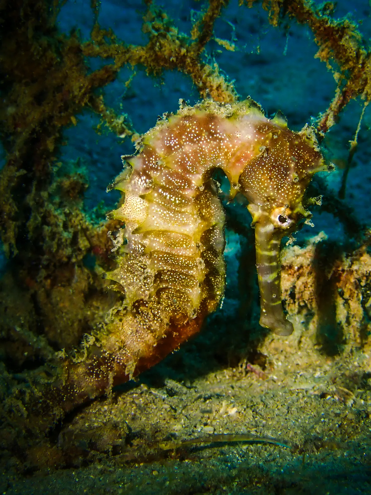 Jayakar's seahorse